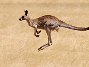 Where to see kangaroos near Melbourne?