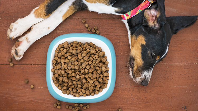 Advanced mobility chews for dogs