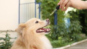 Everything You Need to Know CBD Oil for Dogs?